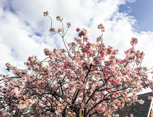 Cherry blossom tree