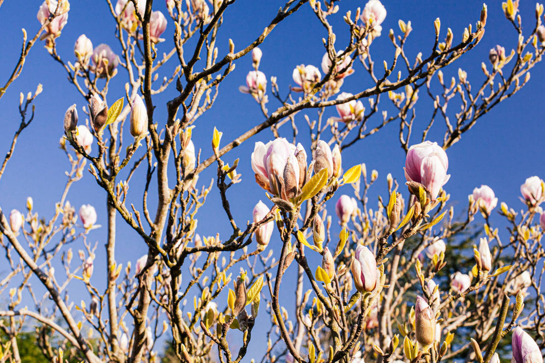Magnolia tree against blue sky