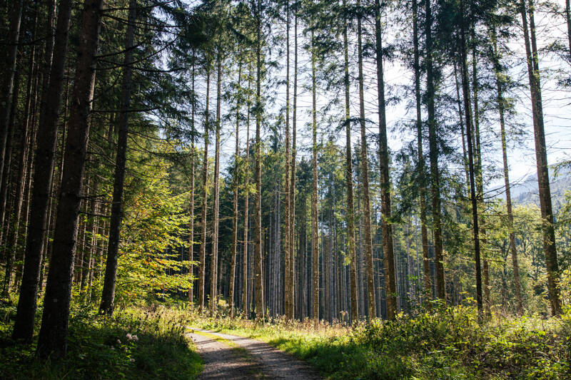 Tall forest trees, Rotwandl, Austria